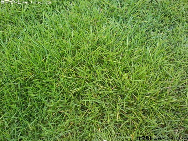 冬天凍不死的常綠植物_植物冬天凍死了春天還會發芽_凍冬植物死天常綠的原因