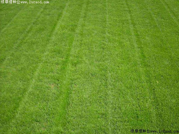凍冬植物死天常綠的原因_植物冬天凍死了春天還會發芽_冬天凍不死的常綠植物