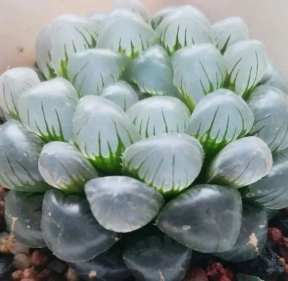 玉露多肉冰魄好養嗎_冰魄玉露的特征_冰魄玉露多肉
