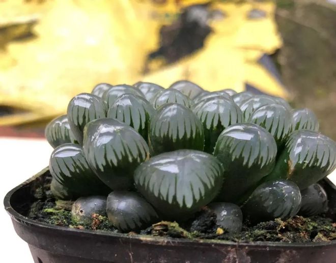 冰魄玉露的特征_冰魄玉露多肉_玉露多肉冰魄好養嗎