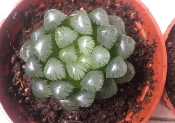 冰魄玉露的特征_冰魄玉露多肉_玉露多肉冰魄好養嗎