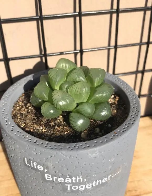 冰魄玉露的特征_冰魄玉露多肉_玉露多肉冰魄好養嗎