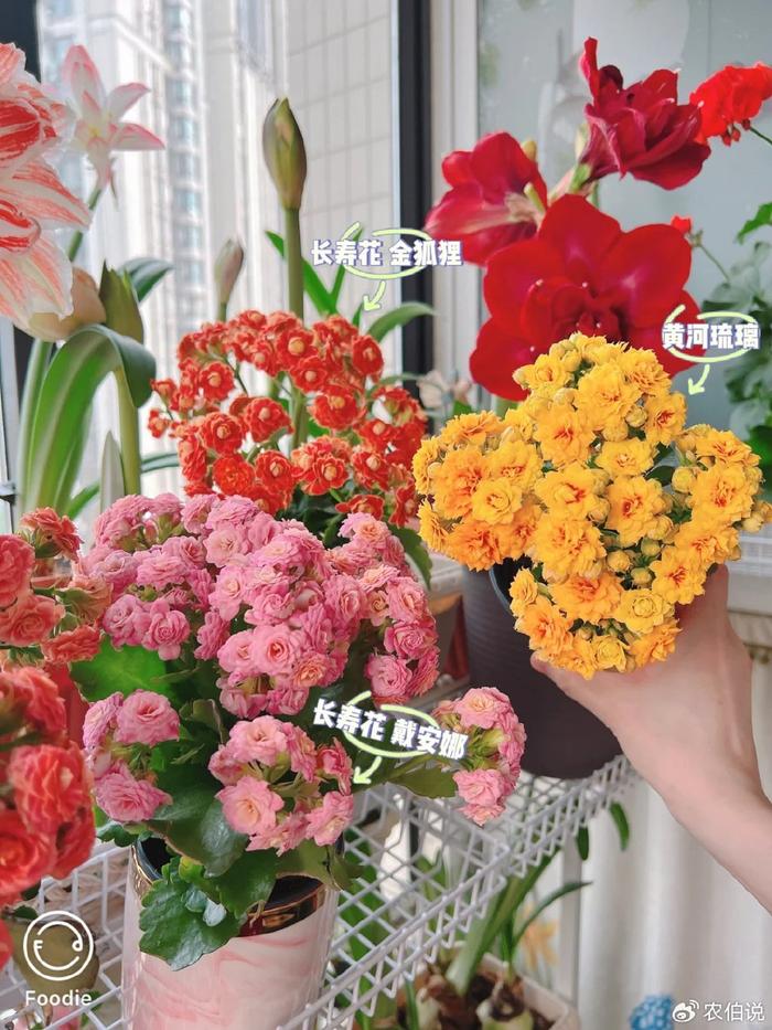 臥室里養花影響睡眠嗎_臥室養什么花助眠_什么花養在臥室里有助于睡眠