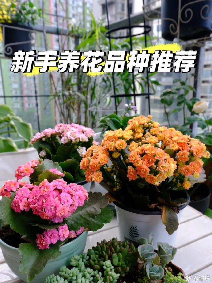 什么花養在臥室里有助于睡眠_臥室里養花影響睡眠嗎_臥室養什么花助眠