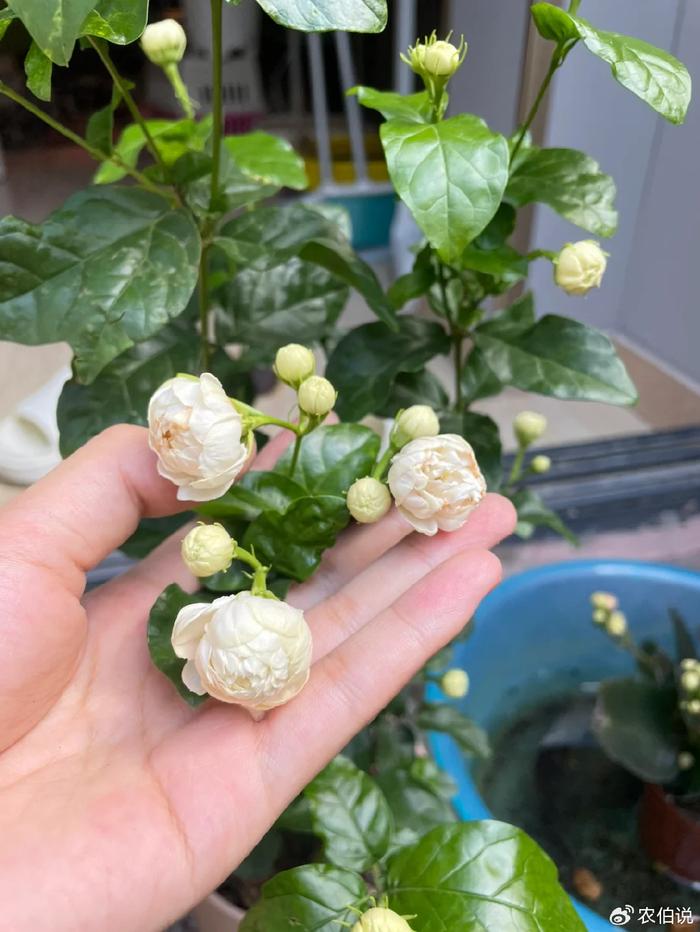 臥室養什么花助眠_什么花養在臥室里有助于睡眠_臥室里養花影響睡眠嗎