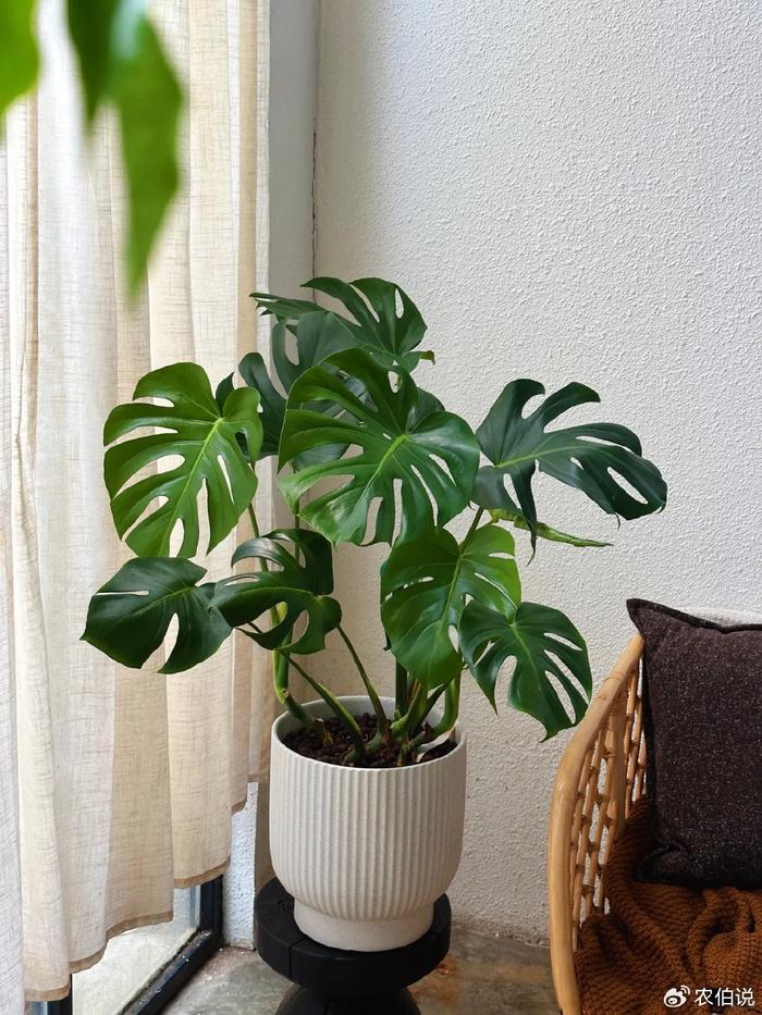 臥室養什么花助眠_臥室里養花影響睡眠嗎_什么花養在臥室里有助于睡眠