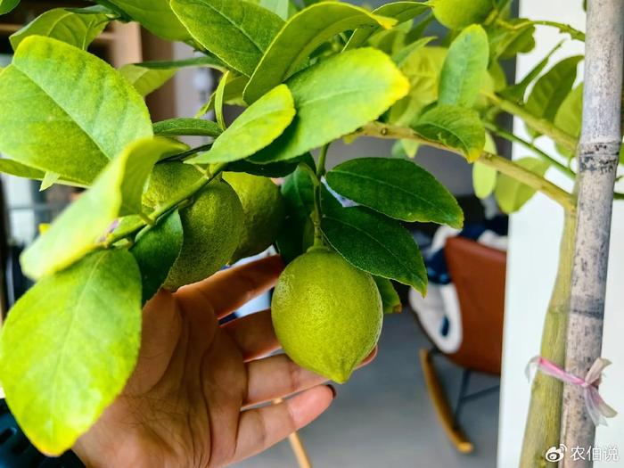 臥室里養花影響睡眠嗎_臥室養什么花助眠_什么花養在臥室里有助于睡眠