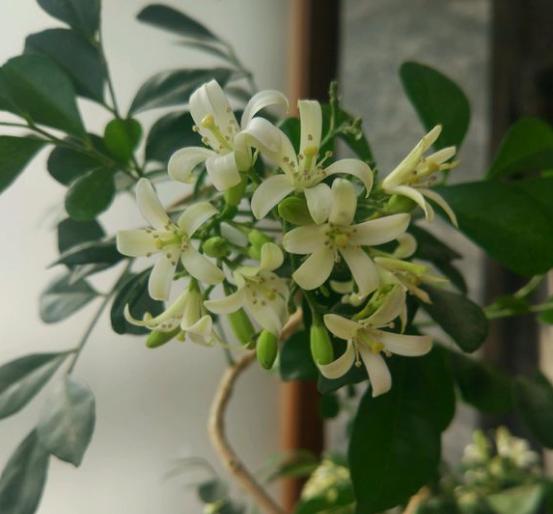 室內花香的植物_有香味的花適合室內養花_室內養香味的花