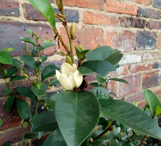 有香味的花適合室內養花_室內花香的植物_室內養香味的花