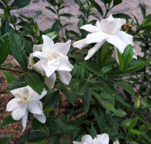 有香味的花適合室內養花_室內養香味的花_室內花香的植物
