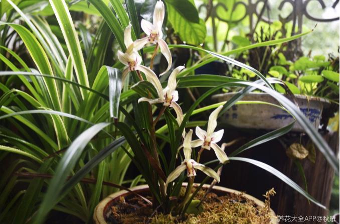 有香味的花適合室內養花_室內養香味的花_室內花香的植物