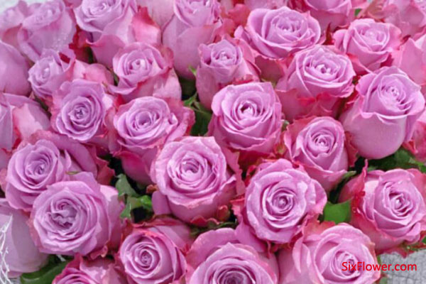 生日送的玫瑰花_生日送玫瑰花送幾朵_生日送玫瑰花是什么意思