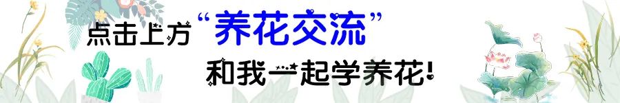 玫瑰花如何插枝培根_玫瑰花扦插怎么才能養出根_玫瑰花扦插苗生根了怎么移栽