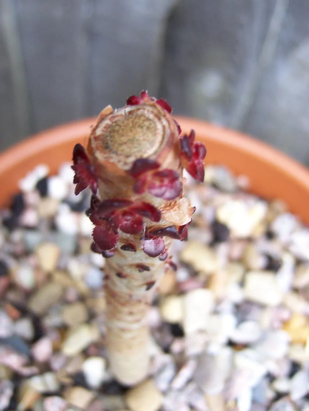 玫瑰花如何插枝培根_玫瑰花扦插苗生根了怎么移栽_玫瑰花扦插怎么才能養出根