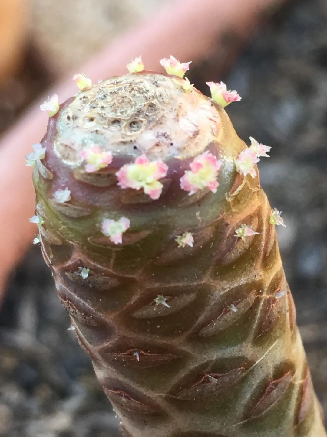 玫瑰花扦插苗生根了怎么移栽_玫瑰花如何插枝培根_玫瑰花扦插怎么才能養出根