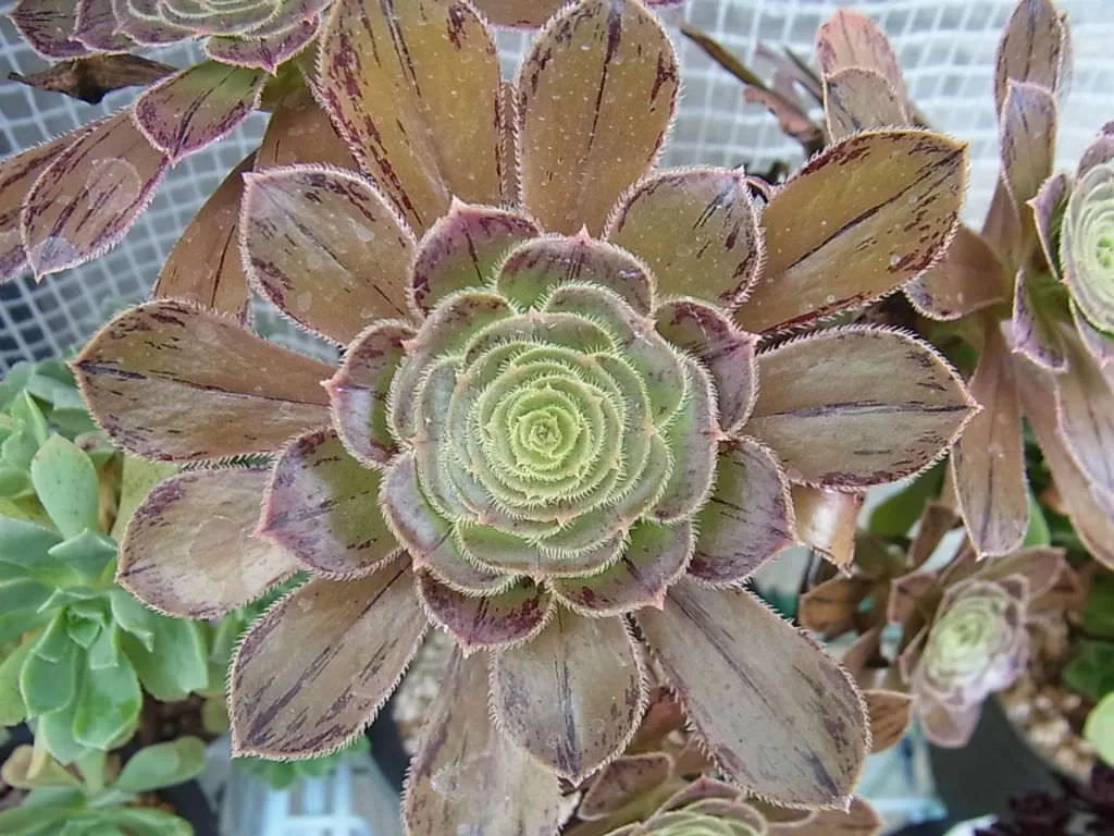 玫瑰花如何插枝培根_玫瑰花扦插怎么才能養出根_玫瑰花扦插苗生根了怎么移栽