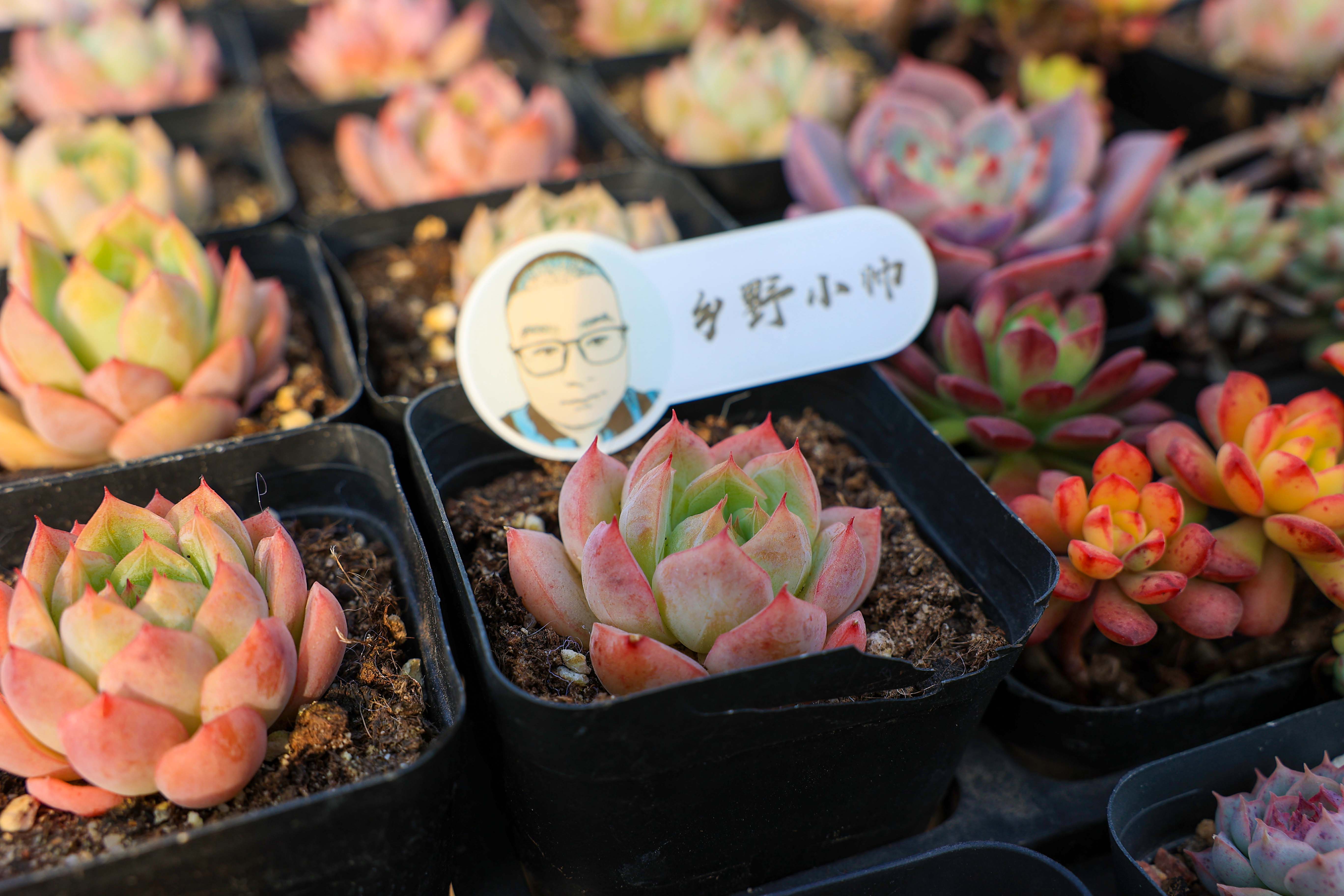 多肉花是什么樣子的_多肉不是花_多肉花是酸性還是堿性