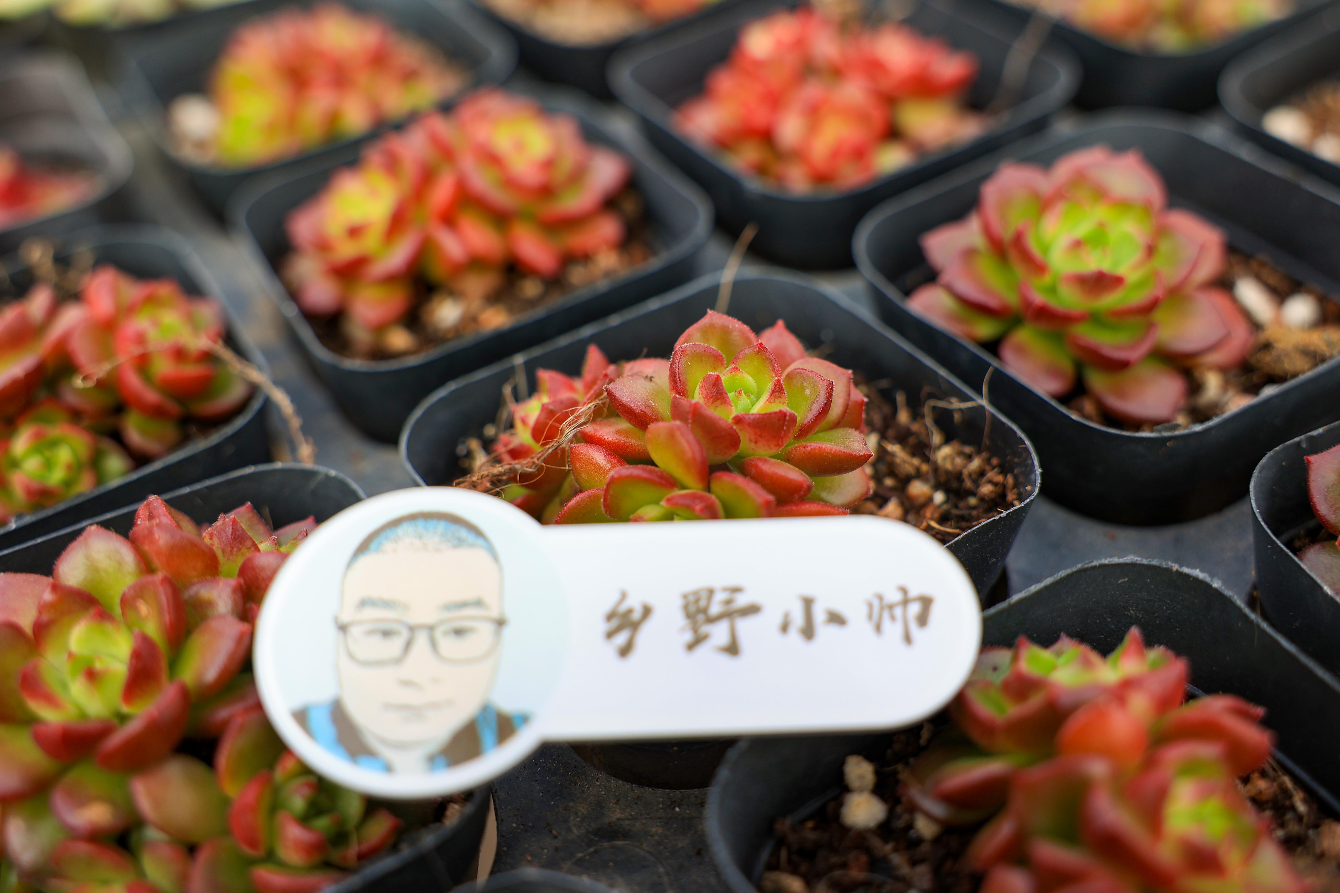 多肉花是什么樣子的_多肉花是酸性還是堿性_多肉不是花