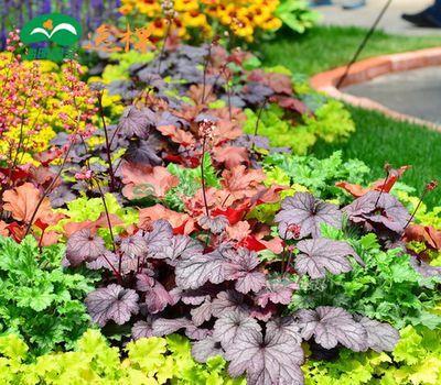 3種耐陰花，比綠蘿還好養，葉子比花美，不開花也漂亮