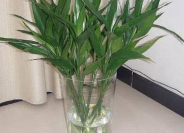 辦公室綠植_辦公室綠植怎么擺放_辦公室綠植排名前十名