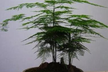 辦公室綠植_辦公室綠植怎么擺放_辦公室綠植排名前十名