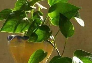 辦公室綠植排名前十名_辦公室綠植_辦公室綠植怎么擺放