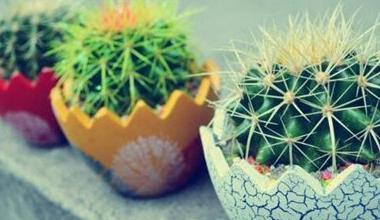 辦公室綠植怎么擺放_辦公室綠植_辦公室綠植排名前十名