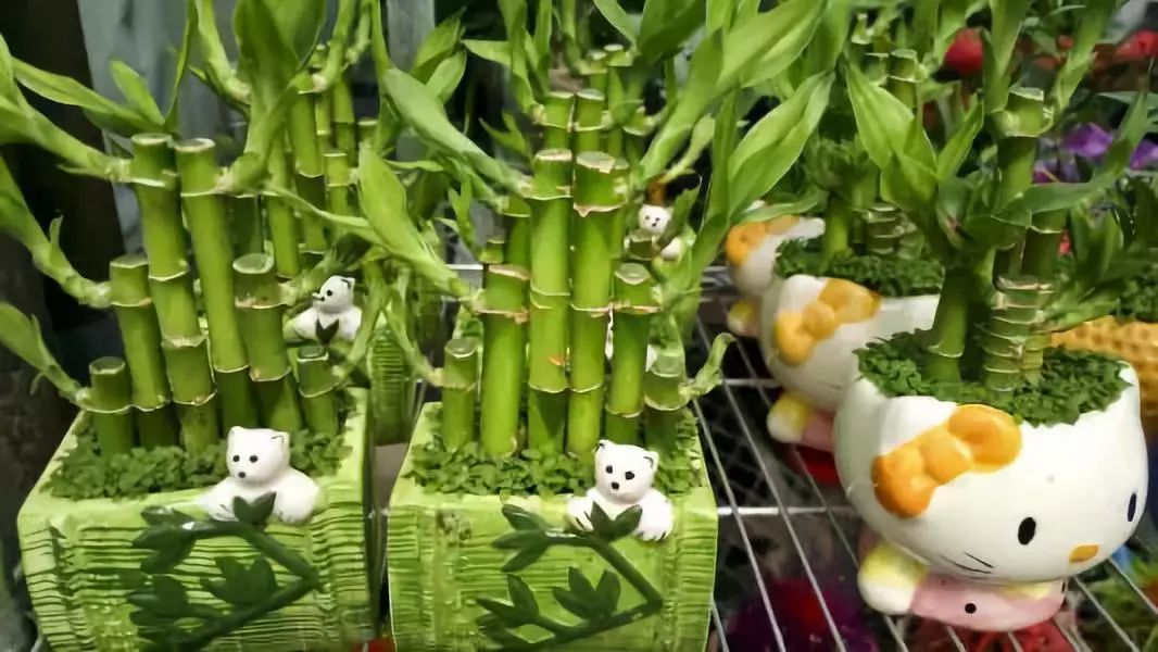 適合室內(nèi)養(yǎng)的竹子_竹子適不適合在室內(nèi)養(yǎng)_竹子適合室內(nèi)養(yǎng)殖嗎