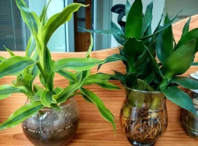 適合室內(nèi)養(yǎng)的竹子_竹子適不適合在室內(nèi)養(yǎng)_竹子適合室內(nèi)養(yǎng)殖嗎