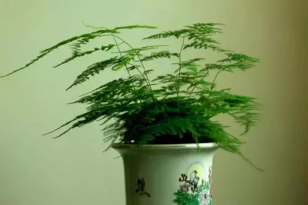 竹子適不適合在室內(nèi)養(yǎng)_適合室內(nèi)養(yǎng)的竹子_竹子適合室內(nèi)養(yǎng)殖嗎