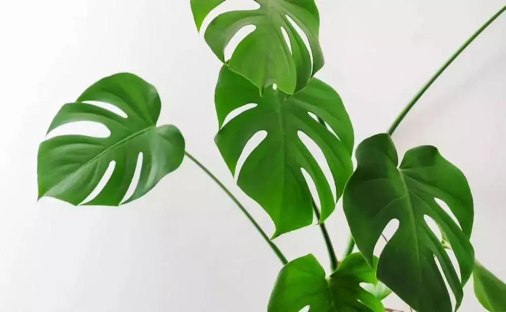 適合室內(nèi)養(yǎng)的竹子_竹子適合室內(nèi)養(yǎng)殖嗎_竹子適不適合在室內(nèi)養(yǎng)