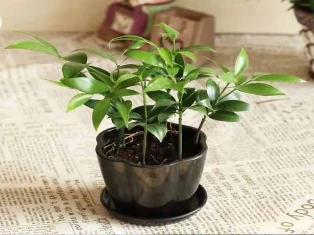 竹子適合室內(nèi)養(yǎng)殖嗎_適合室內(nèi)養(yǎng)的竹子_竹子適不適合在室內(nèi)養(yǎng)