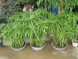 竹子適不適合在室內(nèi)養(yǎng)_適合室內(nèi)養(yǎng)的竹子_竹子適合室內(nèi)養(yǎng)殖嗎