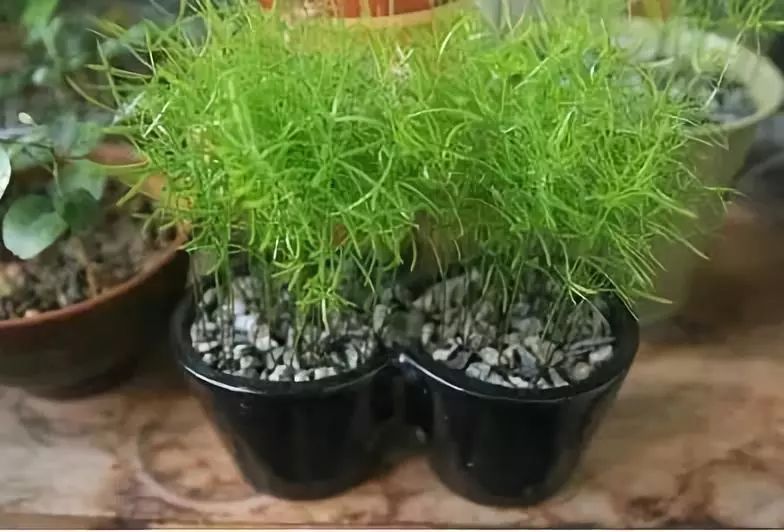 竹子適不適合在室內(nèi)養(yǎng)_竹子適合室內(nèi)養(yǎng)殖嗎_適合室內(nèi)養(yǎng)的竹子