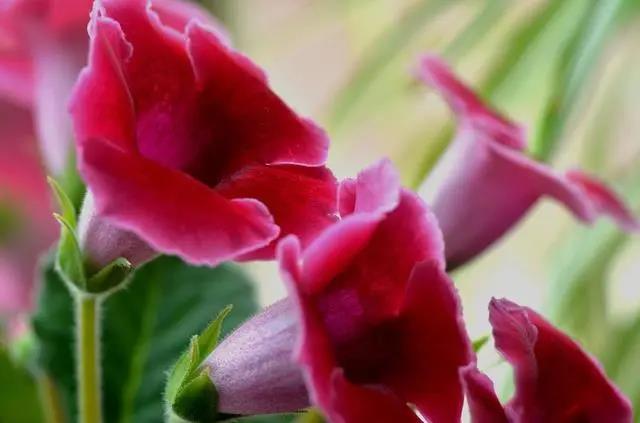 室內(nèi)花期長(zhǎng)好看又好養(yǎng)的花_花期長(zhǎng)的室內(nèi)_花期長(zhǎng)好養(yǎng)的室內(nèi)花卉