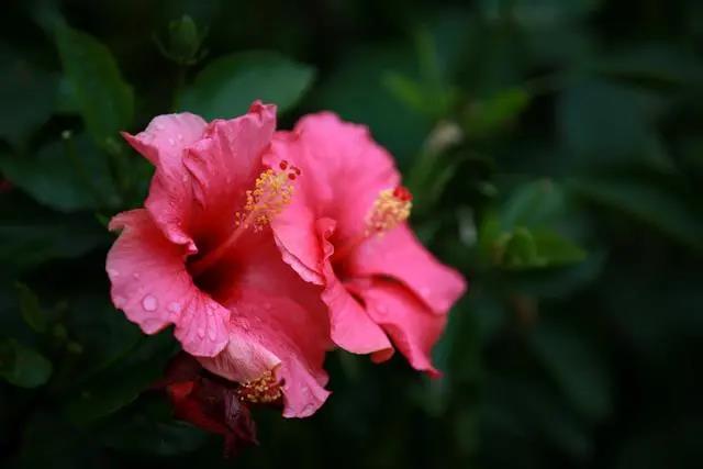 室內(nèi)花期長(zhǎng)好看又好養(yǎng)的花_花期長(zhǎng)好養(yǎng)的室內(nèi)花卉_花期長(zhǎng)的室內(nèi)