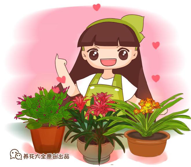 凈化室內(nèi)空氣綠植_凈化空氣易養(yǎng)活的花_什么綠植好養(yǎng)活又能凈化空氣