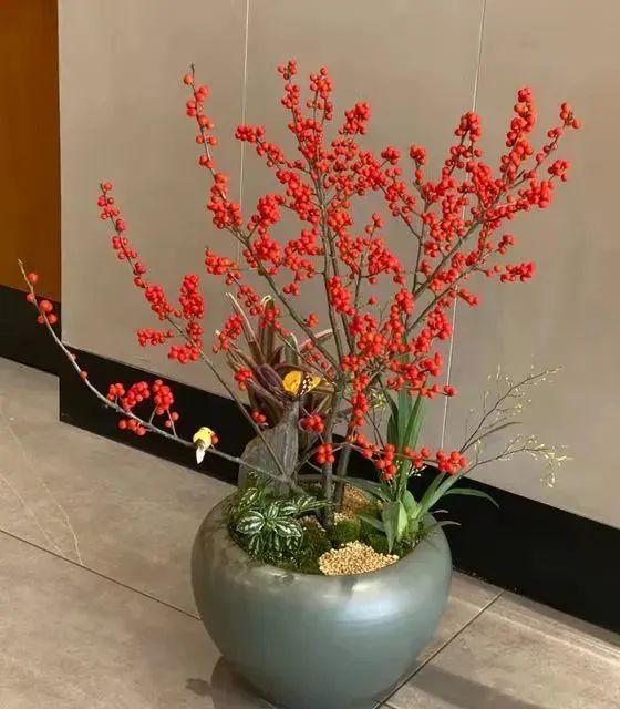 一年四季開花的室內花卉_室內養花四季開花植物_花卉開花四季室內能養嗎
