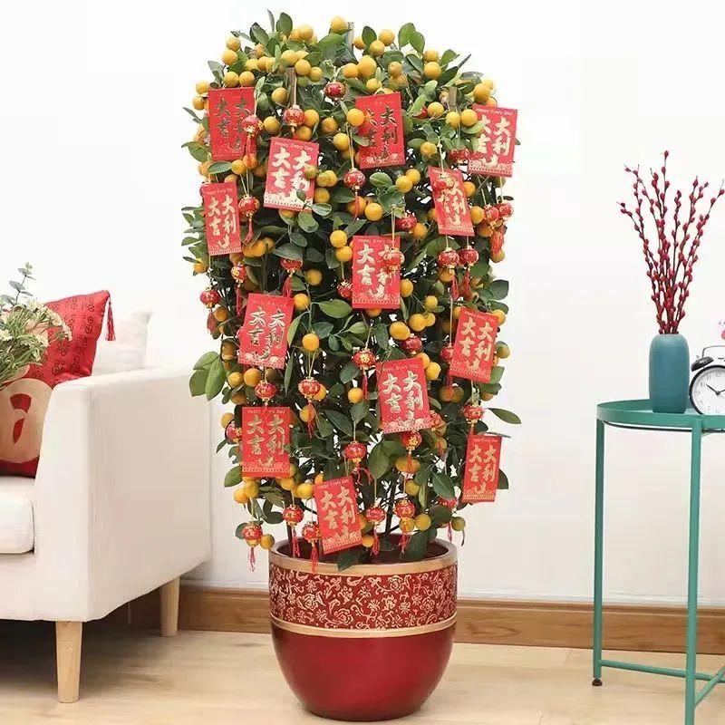 一年四季開花的室內花卉_室內養花四季開花植物_花卉開花四季室內能養嗎