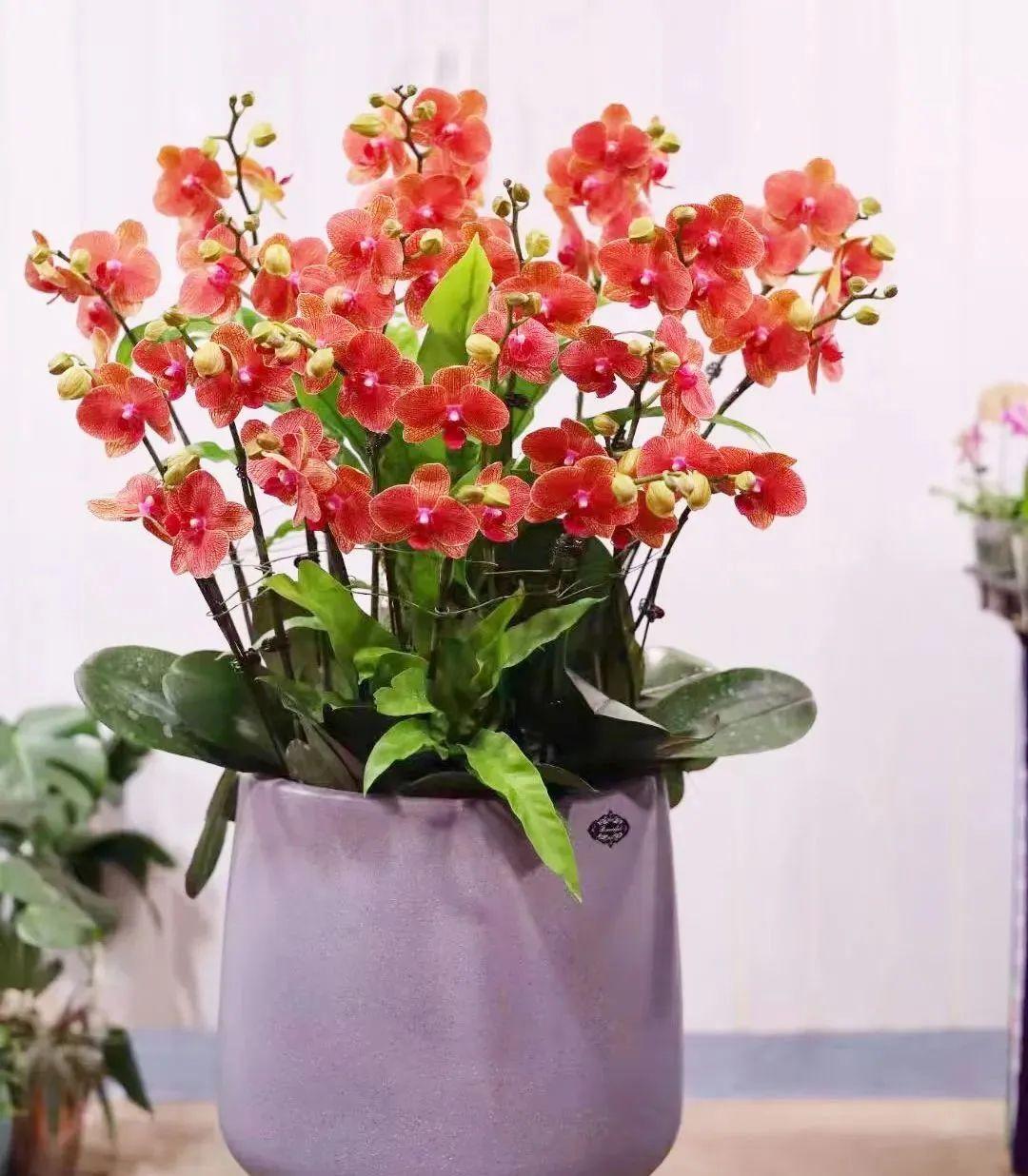 室內養花四季開花植物_花卉開花四季室內能養嗎_一年四季開花的室內花卉