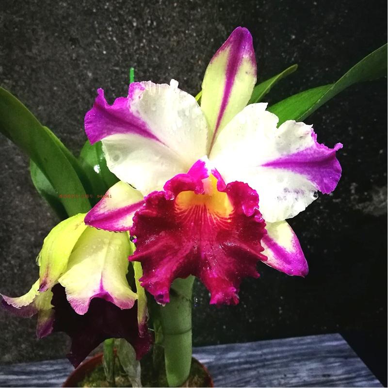 花卉開花四季室內能養嗎_一年四季開花的室內花卉_室內養花四季開花植物