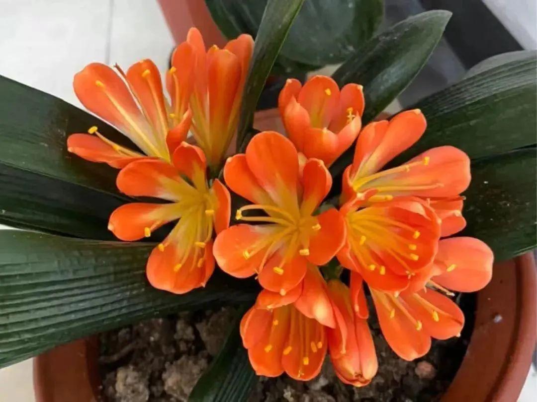 室內養花四季開花植物_一年四季開花的室內花卉_花卉開花四季室內能養嗎