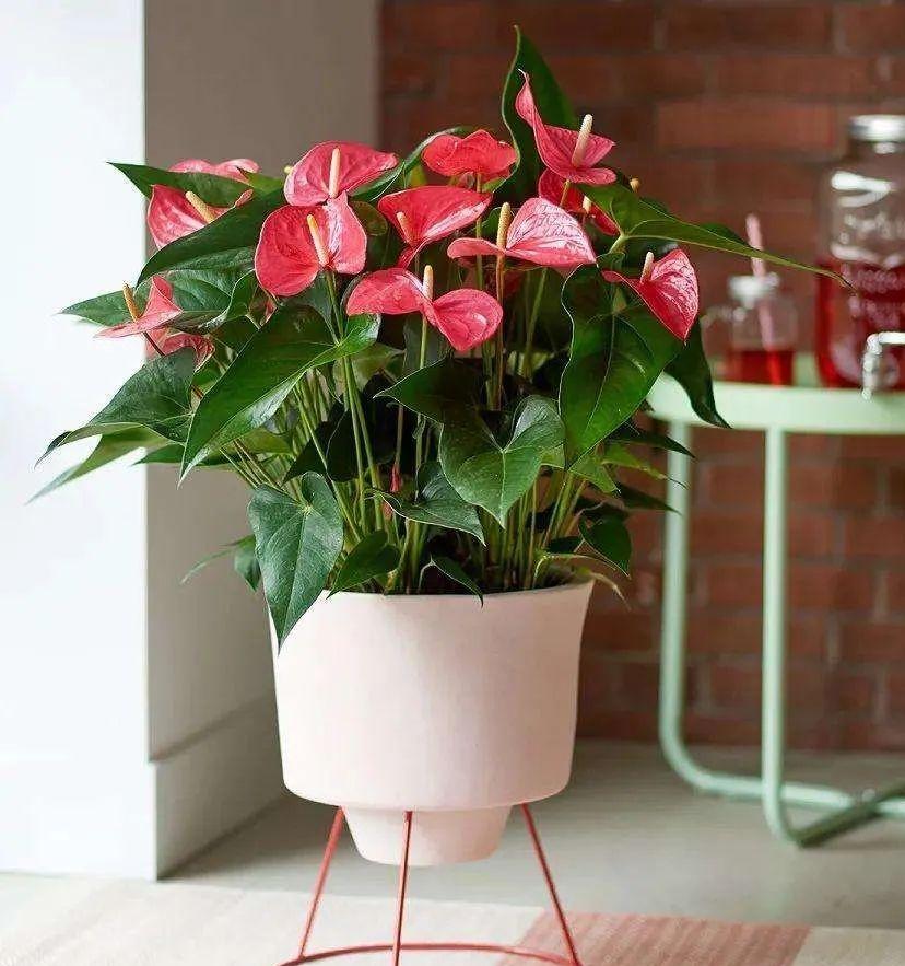 室內養花四季開花植物_花卉開花四季室內能養嗎_一年四季開花的室內花卉