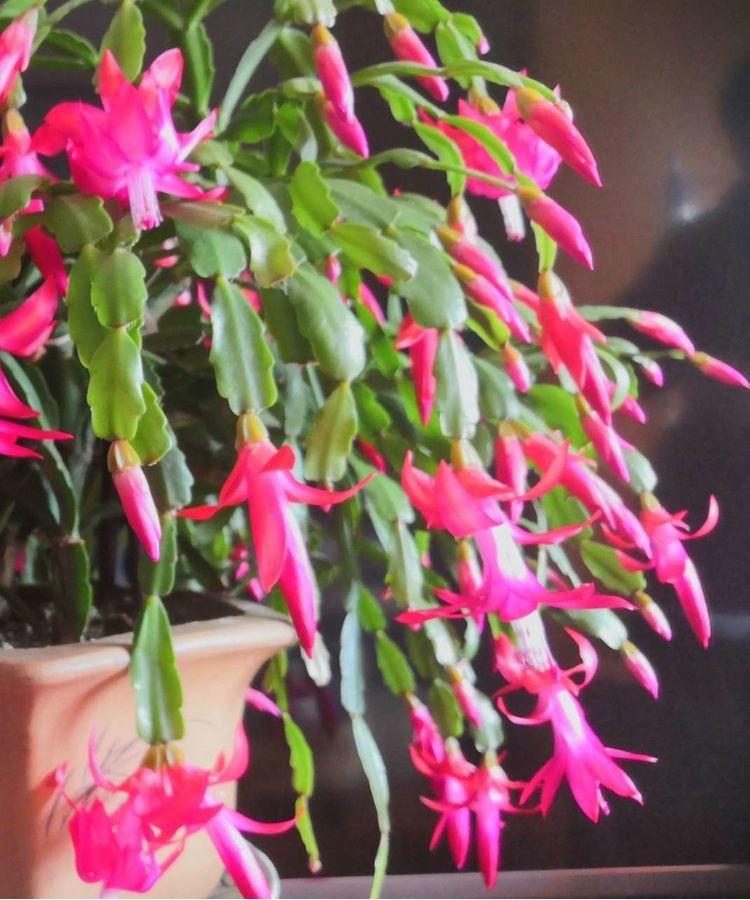 花卉開花四季室內能養嗎_一年四季開花的室內花卉_室內養花四季開花植物