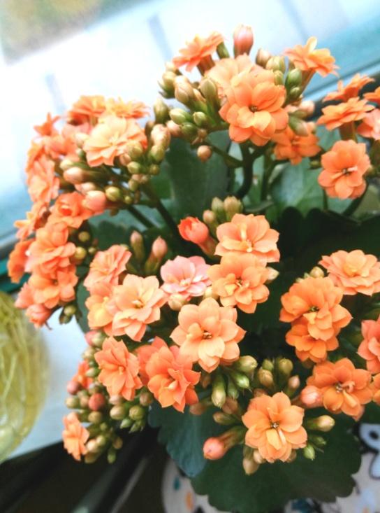 花卉開花四季室內能養嗎_室內養花四季開花植物_一年四季開花的室內花卉