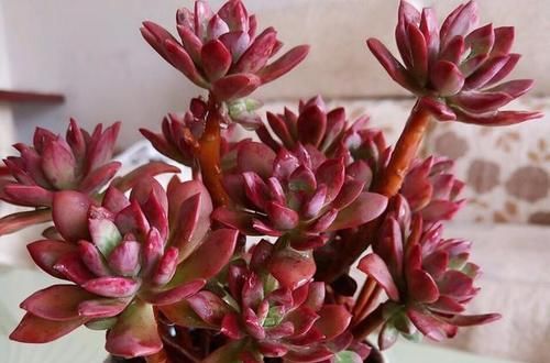 花卉漂亮多肉圖片_花卉漂亮多肉怎么養_最漂亮的多肉花卉