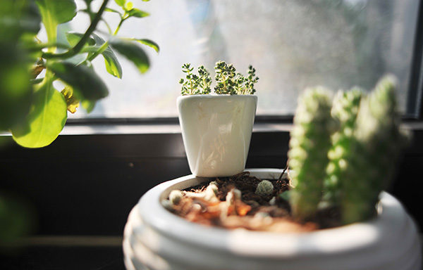 多肉植物貴的品種有哪些_最貴的多肉植物_多肉植物貴貨排行