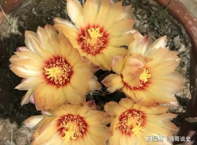 多肉用花多多1號還是12號_多肉植物用花多多幾號_多肉應該用花多多幾號