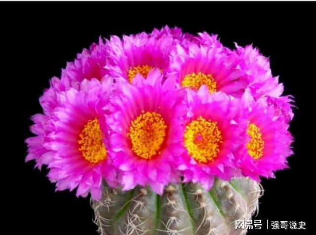 多肉用花多多1號還是12號_多肉植物用花多多幾號_多肉應該用花多多幾號