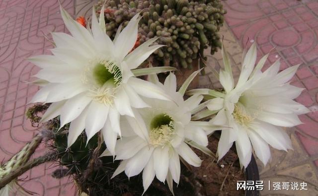 多肉用花多多1號還是12號_多肉植物用花多多幾號_多肉應該用花多多幾號